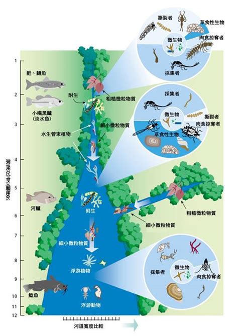 河流上游特徵|河流生態系